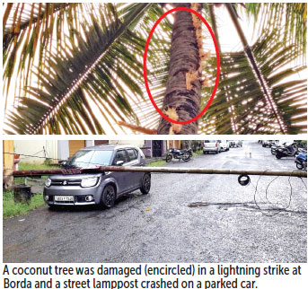 Coconut tree damaged in lightning strike at Borda