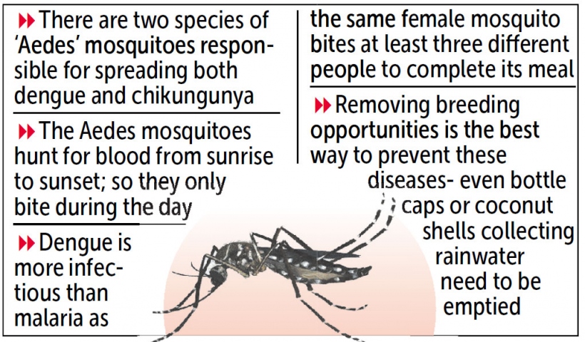chikungunya rashes