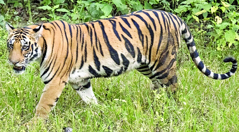 Stalemate continues: Goa delays declaration of Mhadei Wildlife Sanctuary as Tiger Reserve