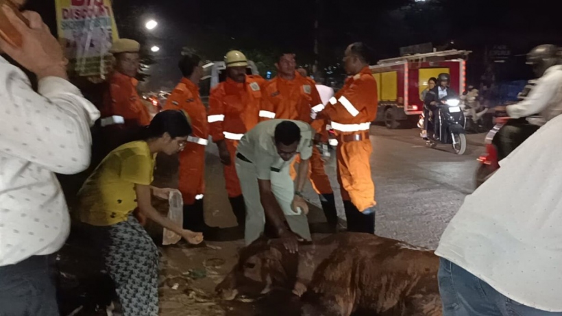 Mapusa Fire Brigade and Animal Rescuers Team Up to Save Cow Trapped in Drain