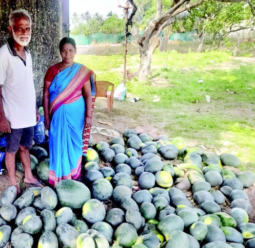 More than just mail: Postman Rajan Kerkar delivers gigantic watermelons, wins hearts in Sangolda