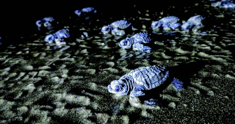 Making Goa safe for  Olive Ridley Sea Turtles