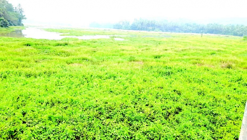 Siolim-Sodiem BMC to petition NGT over  destruction of fields, forests in village