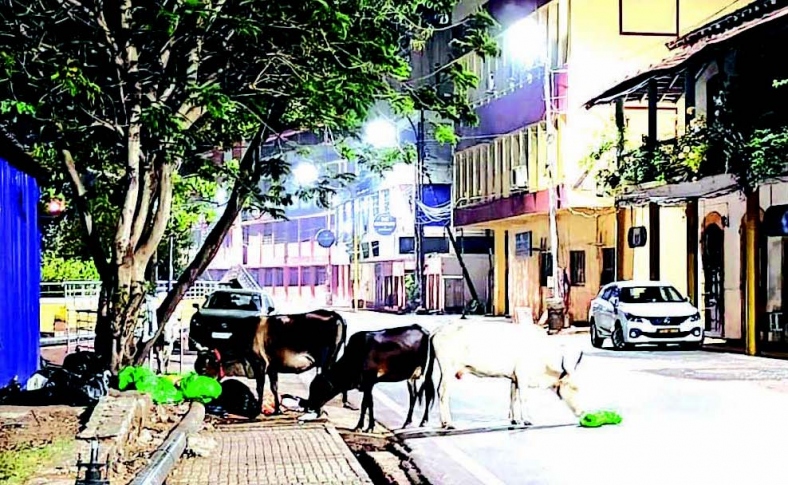 Stray cattle a nuisance in capital city