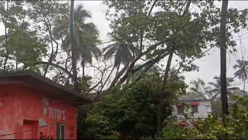 Tree collapses on shops and chapel at Chapora; no injuries reported