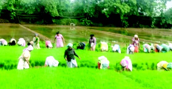 Rachol seminarians cultivate paddy, spread message to preserve agri fields for posterity