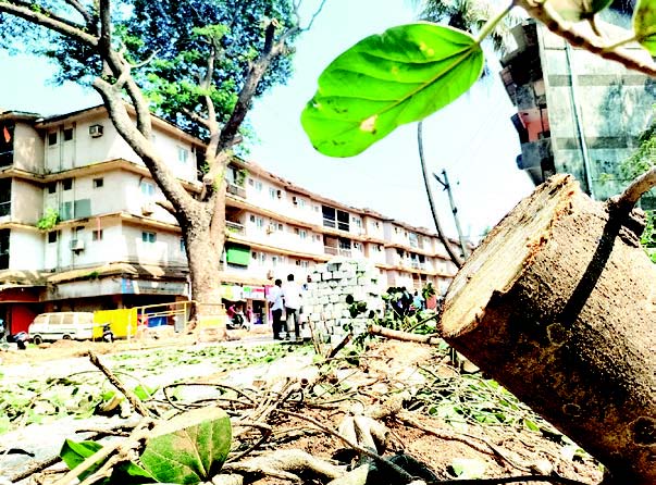 Trees recklessly trimmed but procedures  mercilessly cut in Margao